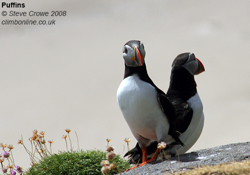 Puffins on Lundy © Steve Crowe 2008